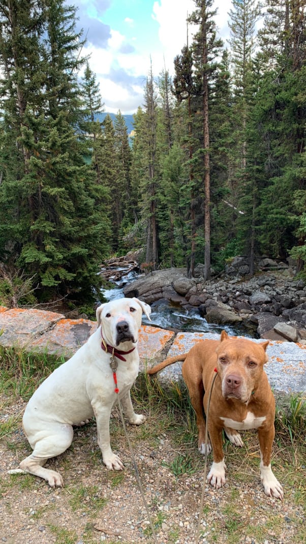 Two dogs sitting in front of a mountain river and pines trees along the Beartooth Highway.