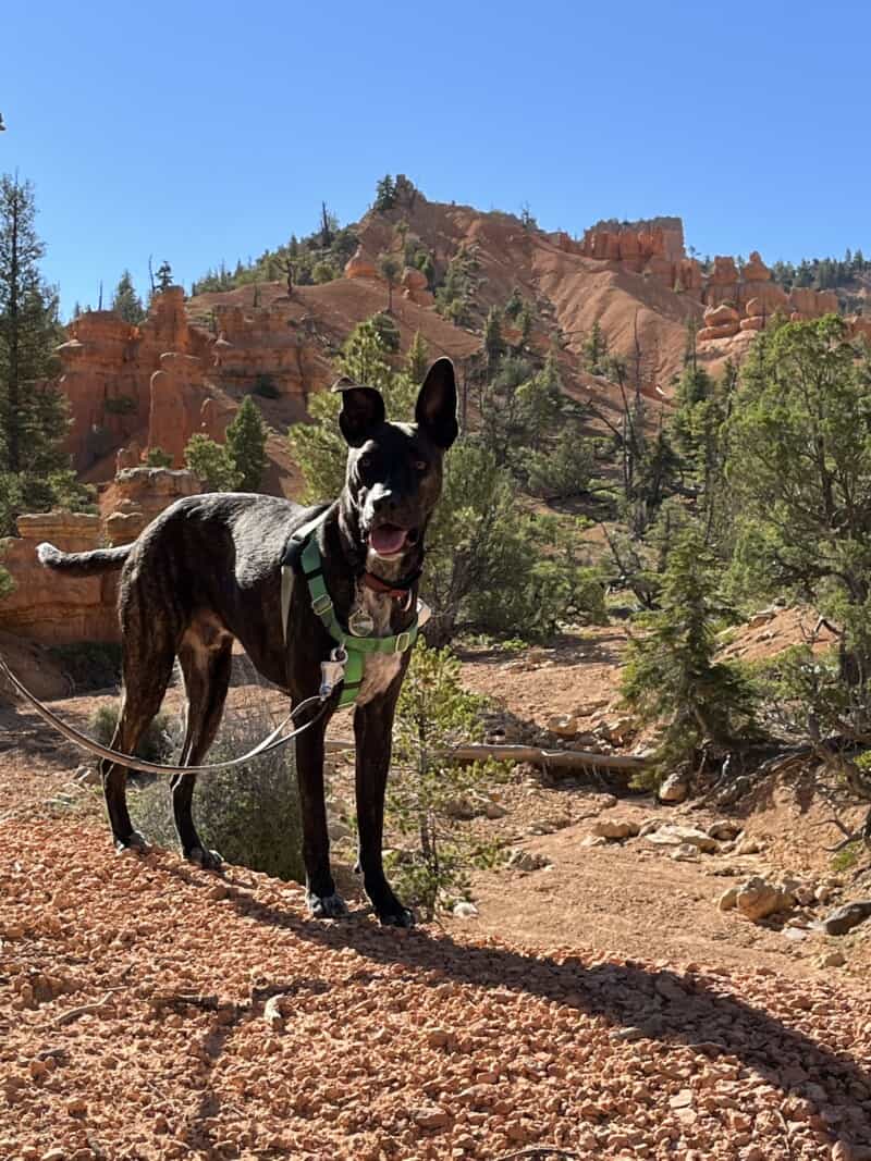 Brindle dog on a pet friendly trail in Red Canyon - Dixie National Forest, UT