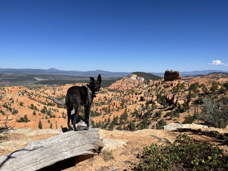 Brindle dog on a pet friendly trail in Dixie National Forest - Utah