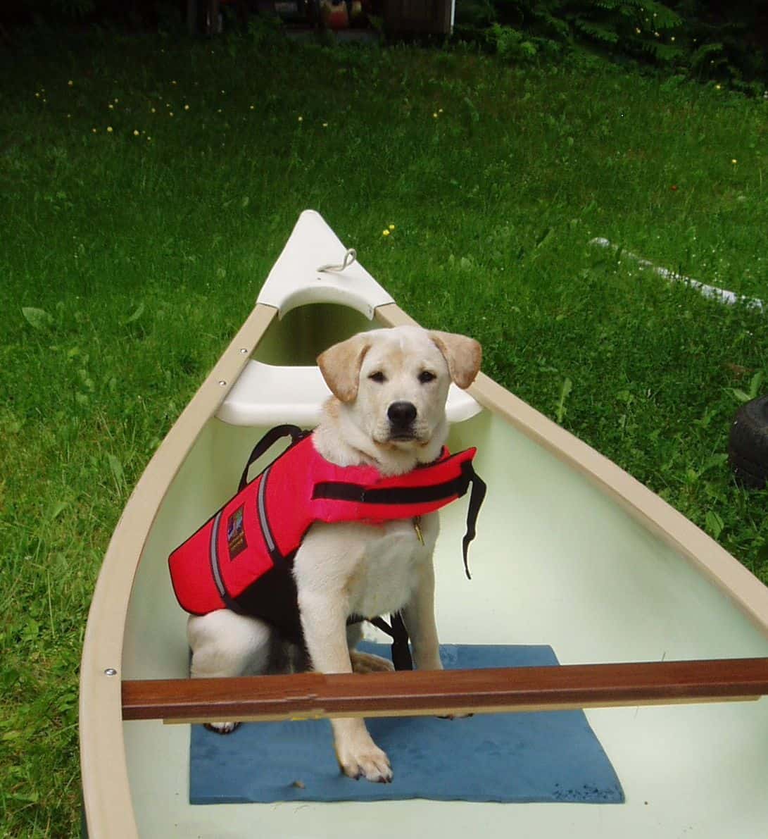 Tips for Canoeing and Kayaking with Dogs | GoPetFriendly.com