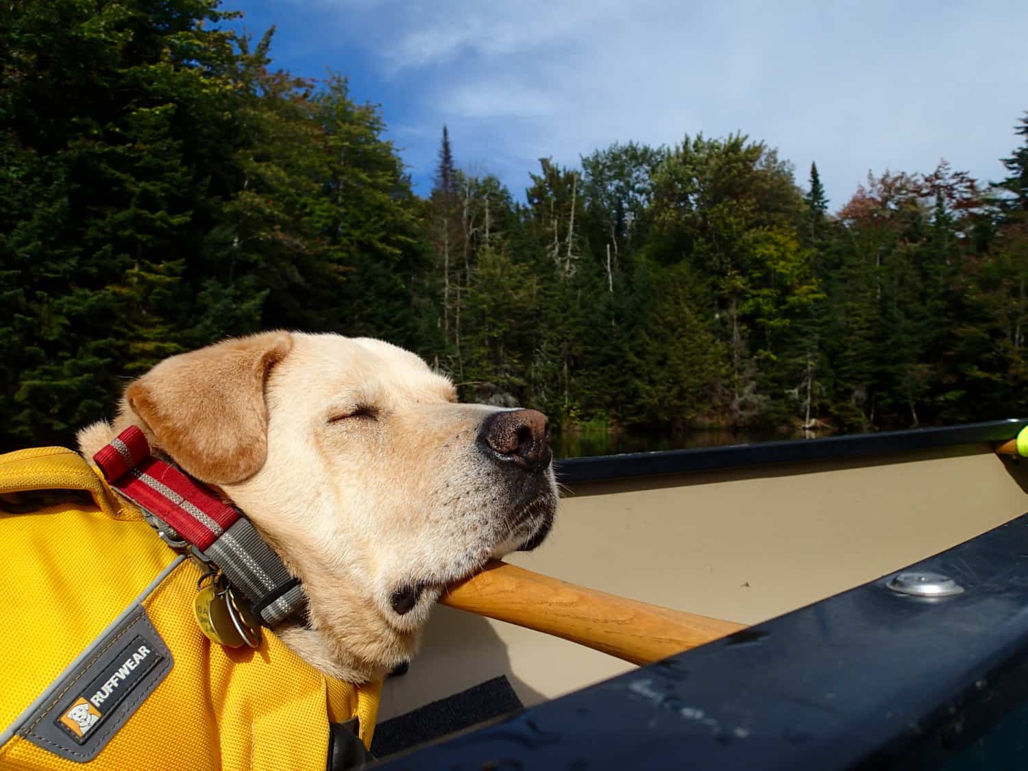 Tips for Canoeing and Kayaking with Dogs | GoPetFriendly.com