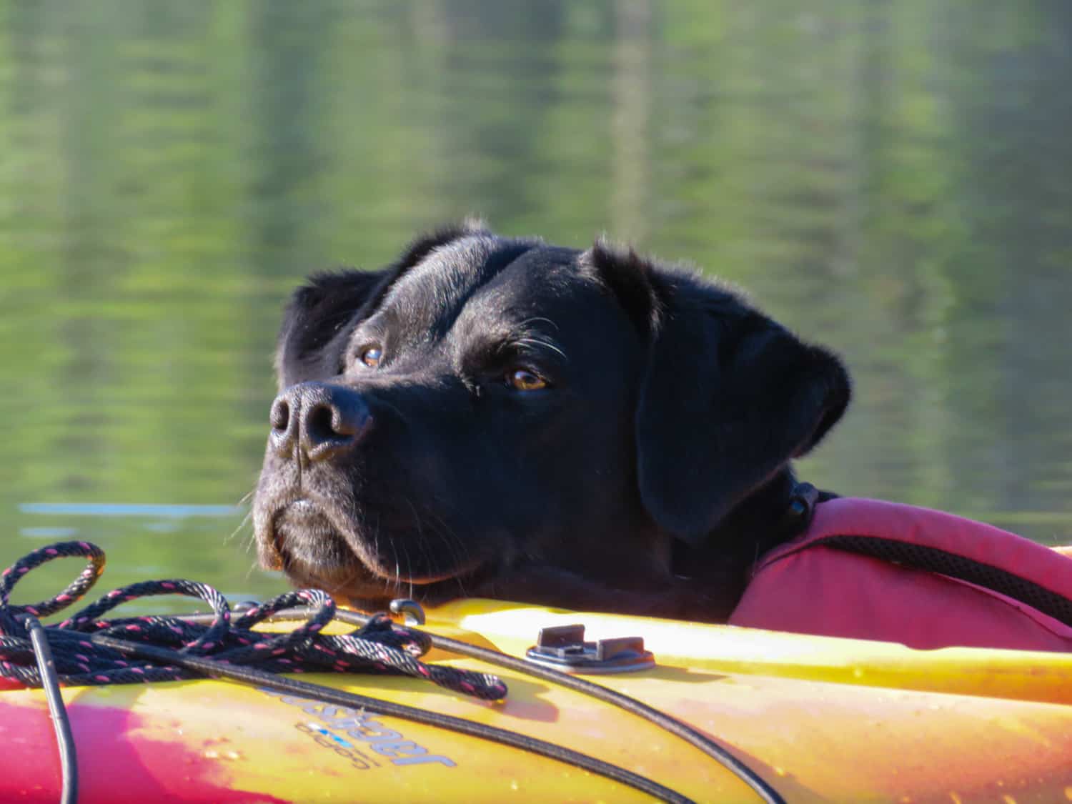 Tips for Canoeing and Kayaking with Dogs | GoPetFriendly.com