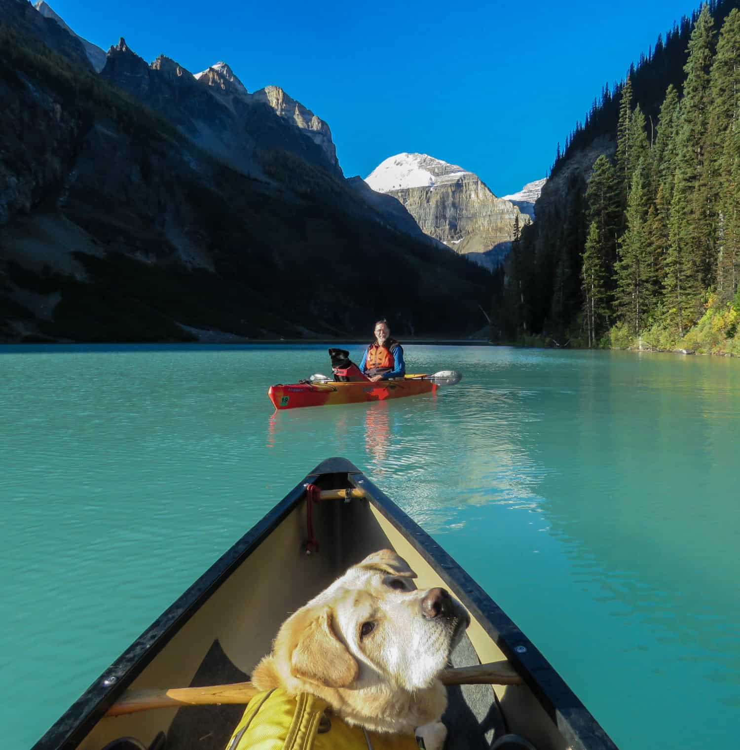 Tips for Canoeing and Kayaking with Dogs | GoPetFriendly.com
