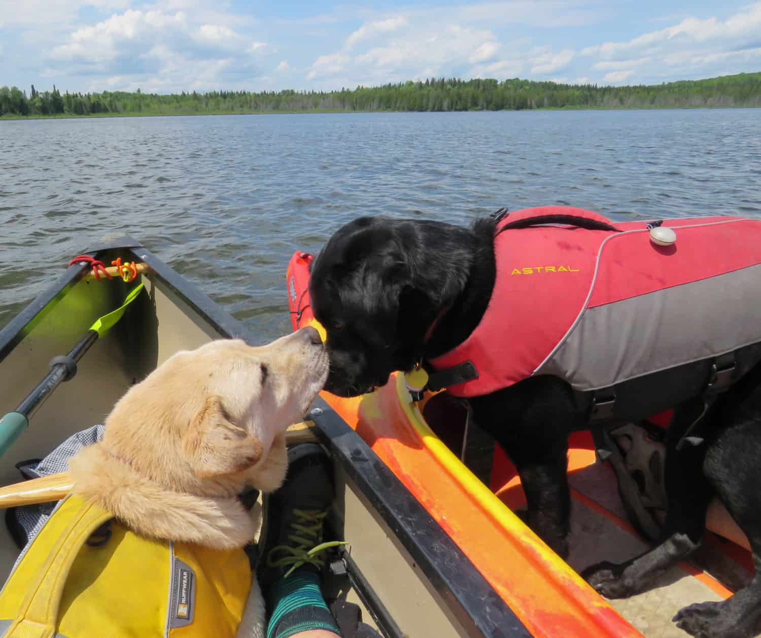 Tips for Canoeing and Kayaking with Dogs | GoPetFriendly.com