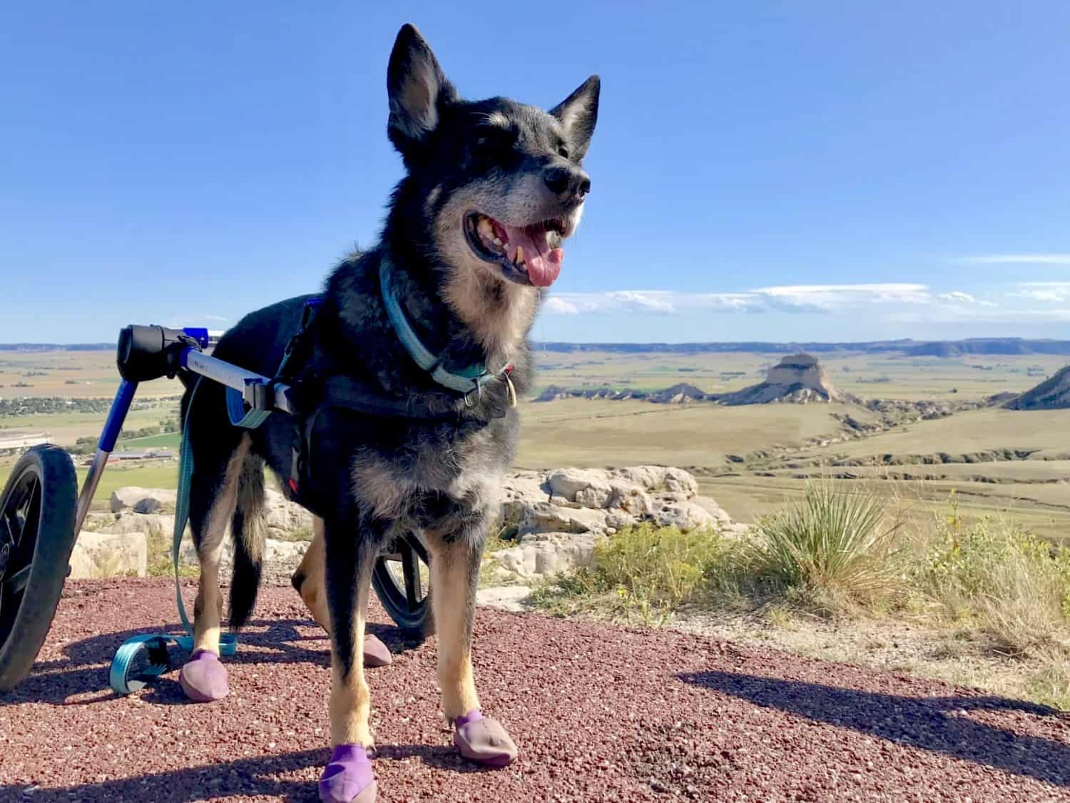 Black German Shepherd dog on a pet friendly trail at Scotts Bluff National Monument in Nebraska