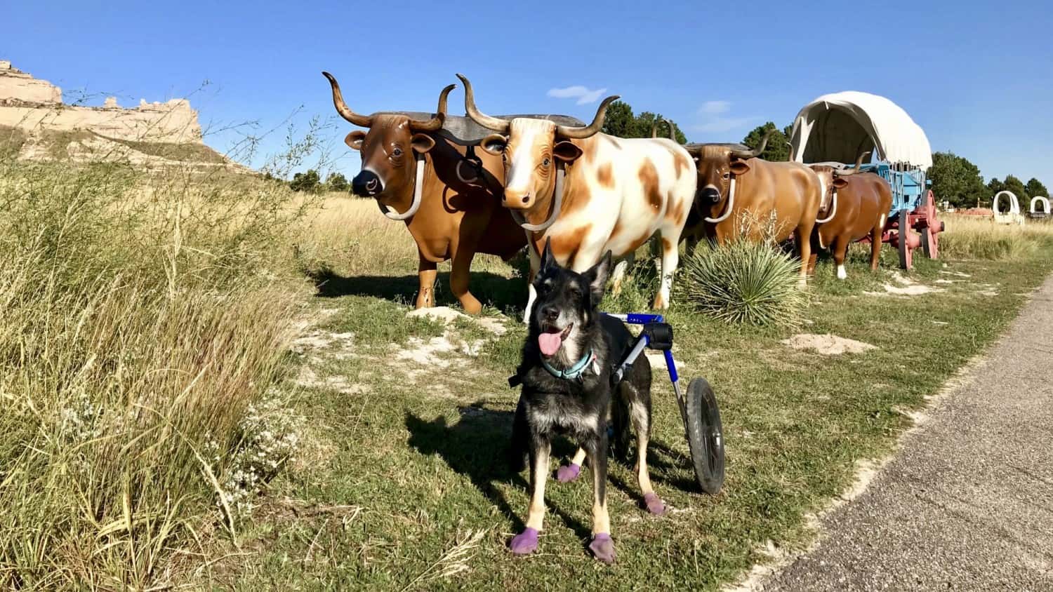 Black German Shepherd dog on the pet friendly Oregon National Historic Trail in Nebraska