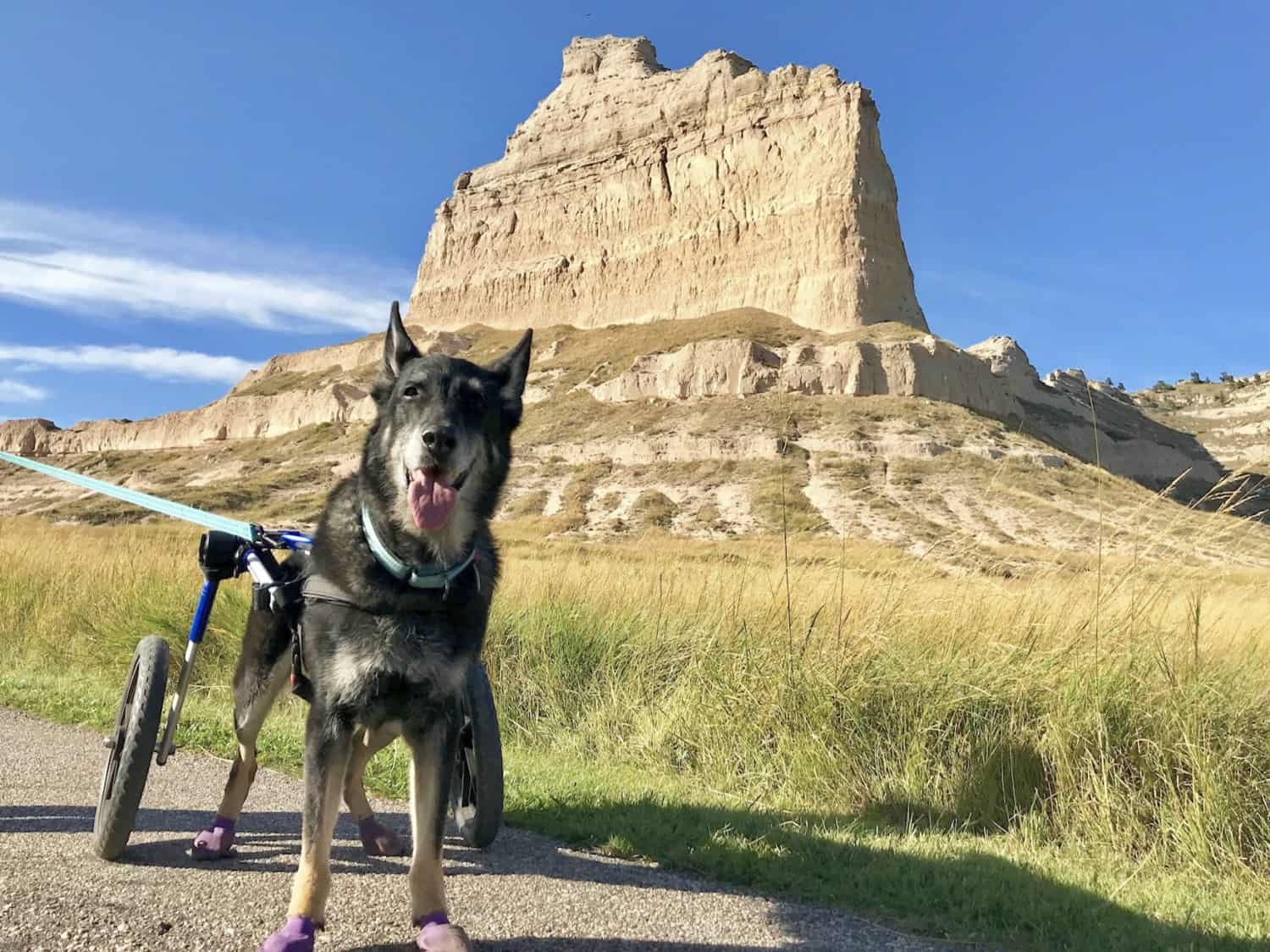 Black German Shepherd dog on a pet friendly trail through Mitchell Pass at Scotts Bluff National Monument