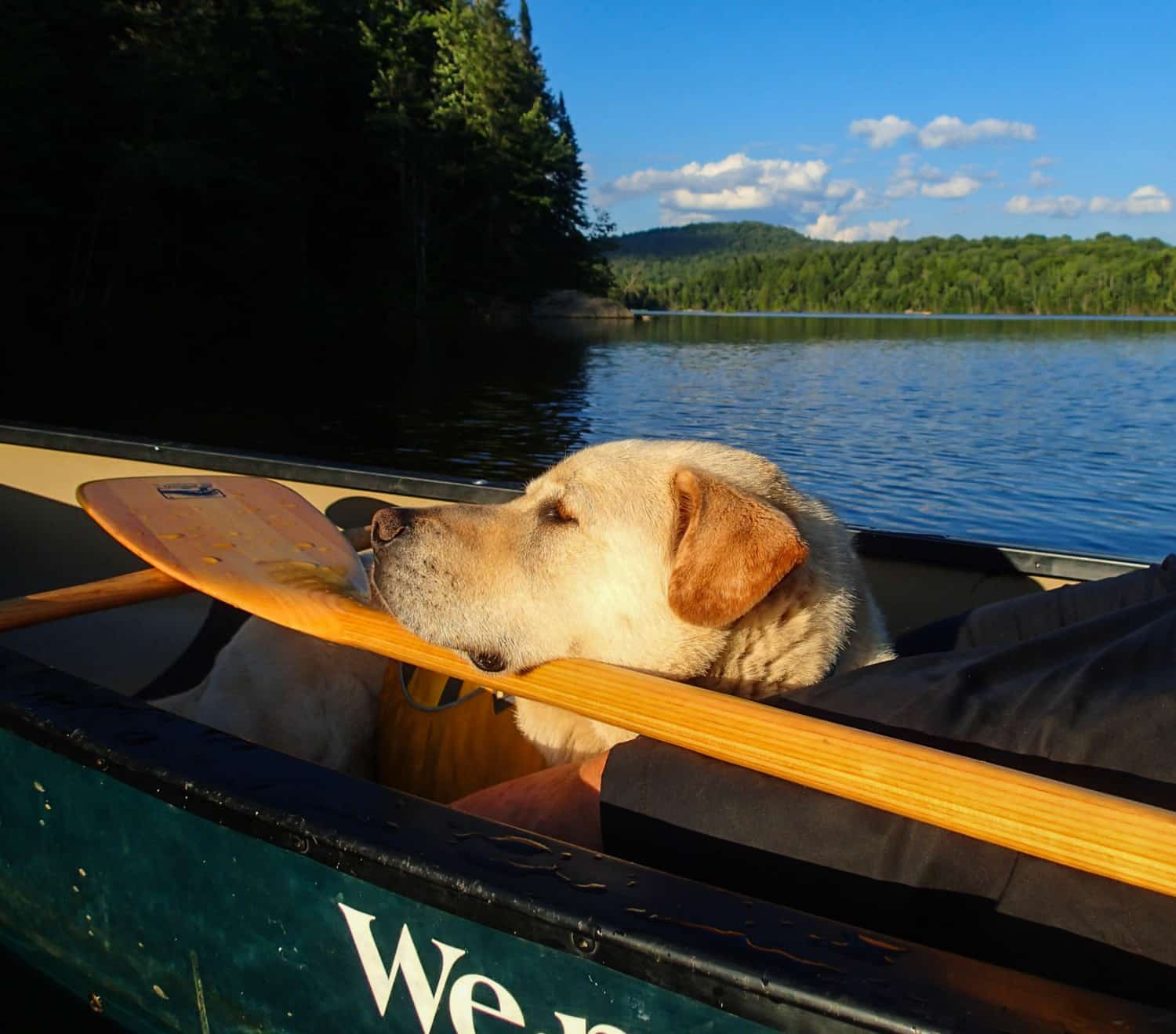 Tips for Canoeing and Kayaking with Dogs | GoPetFriendly.com