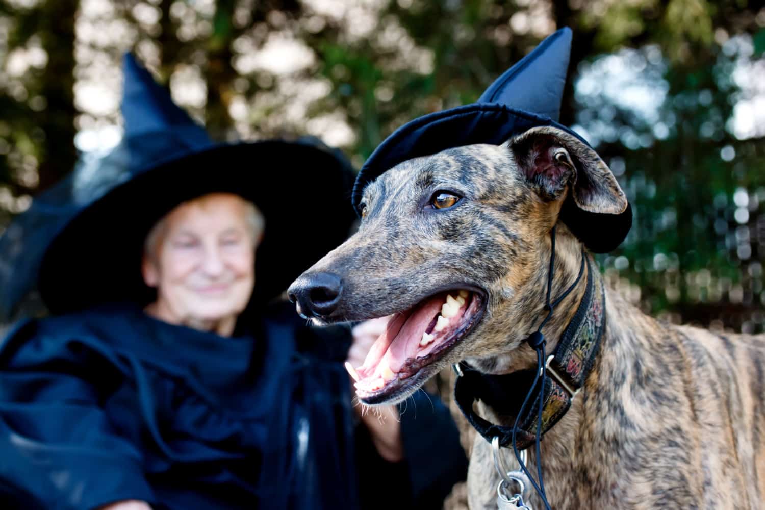 Pet Friendly Ghost Tours for Howl-o-ween | GoPetFriendly.com