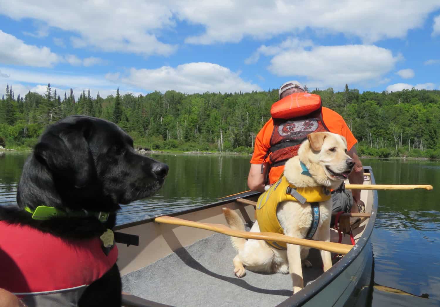 A yellow lab in a life vest sitting in a canoe with a man sitting in the bow behind him