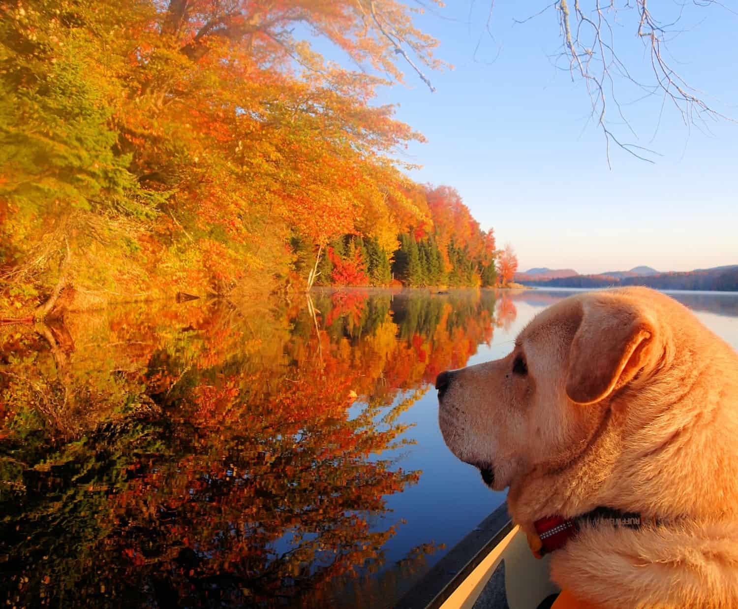 Tips for Canoeing and Kayaking with Dogs | GoPetFriendly.com