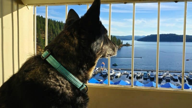 Idaho's Top Pet Friendly Attraction: Lake Coeur d'Alene | GoPetFriendly.com