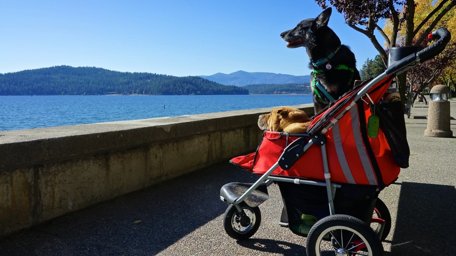 Ty and Buster from GoPetFriendly.com on a pet-friendly trail in Coeur d'Alene, ID