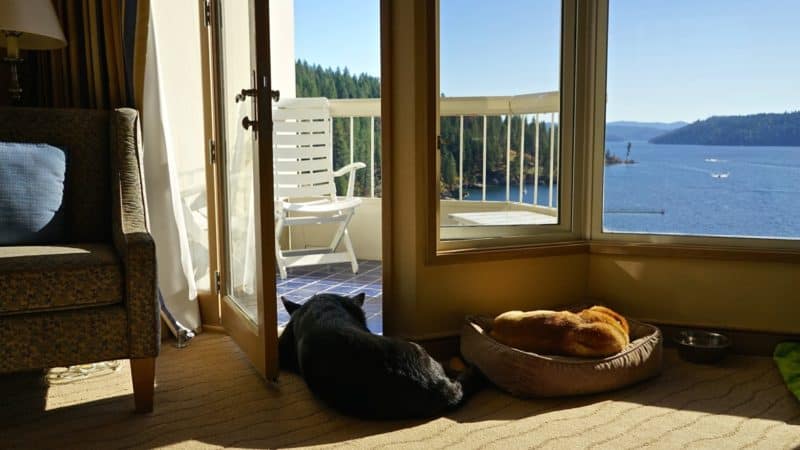 Idaho's Top Pet Friendly Attraction: Lake Coeur d'Alene | GoPetFriendly.com