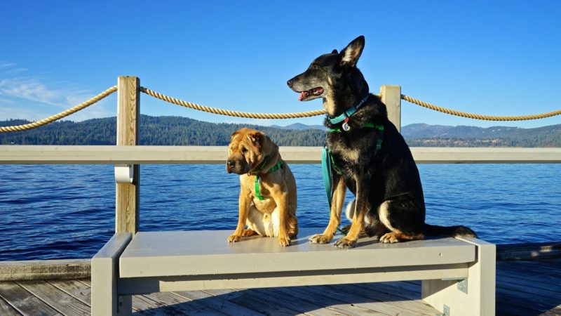 Idaho's Top Pet Friendly Attraction: Lake Coeur d'Alene | GoPetFriendly.com