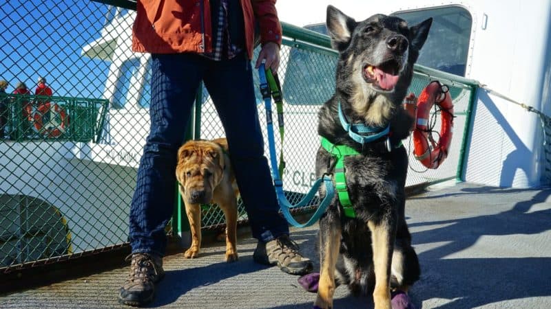 Washington's Top Pet Friendly Attraction: San Juan Islands | GoPetFriendly.com