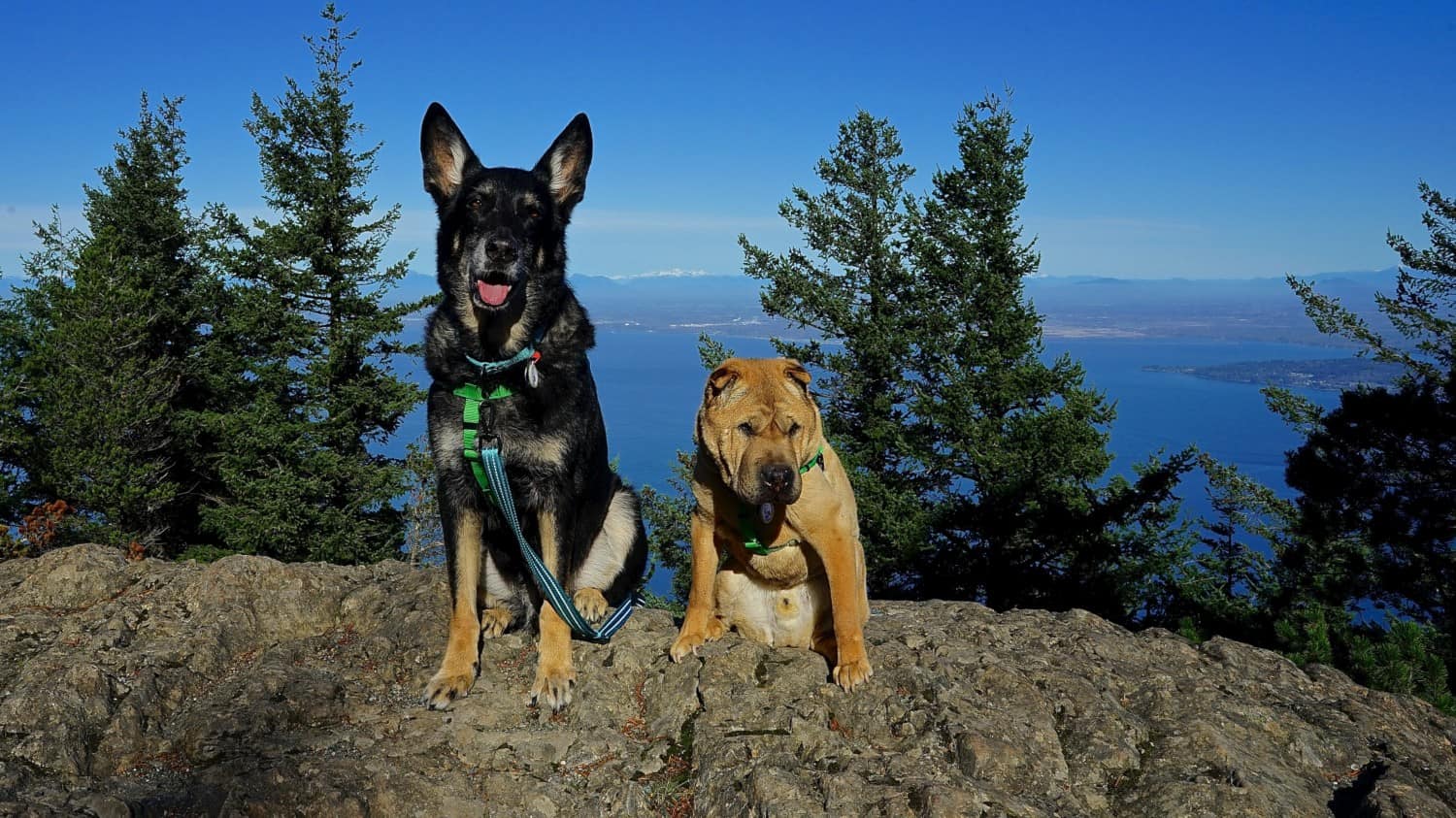 Washington's Top Pet Friendly Attraction: San Juan Islands | GoPetFriendly.com