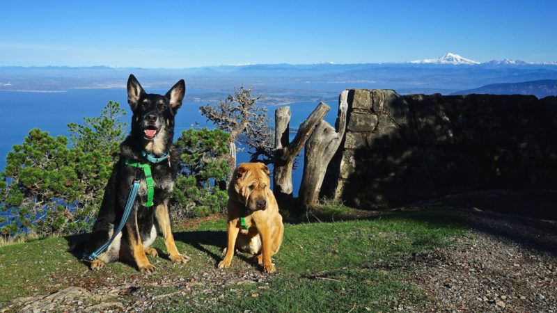 Washington's Top Pet Friendly Attraction: San Juan Islands | GoPetFriendly.com