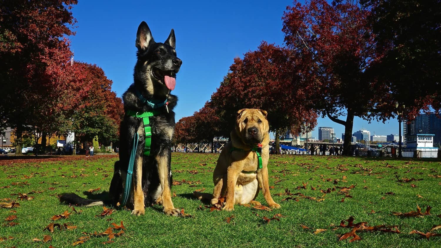 Oregon's Top Pet Friendly Attraction: Portland's Parks | GoPetFriendly.com