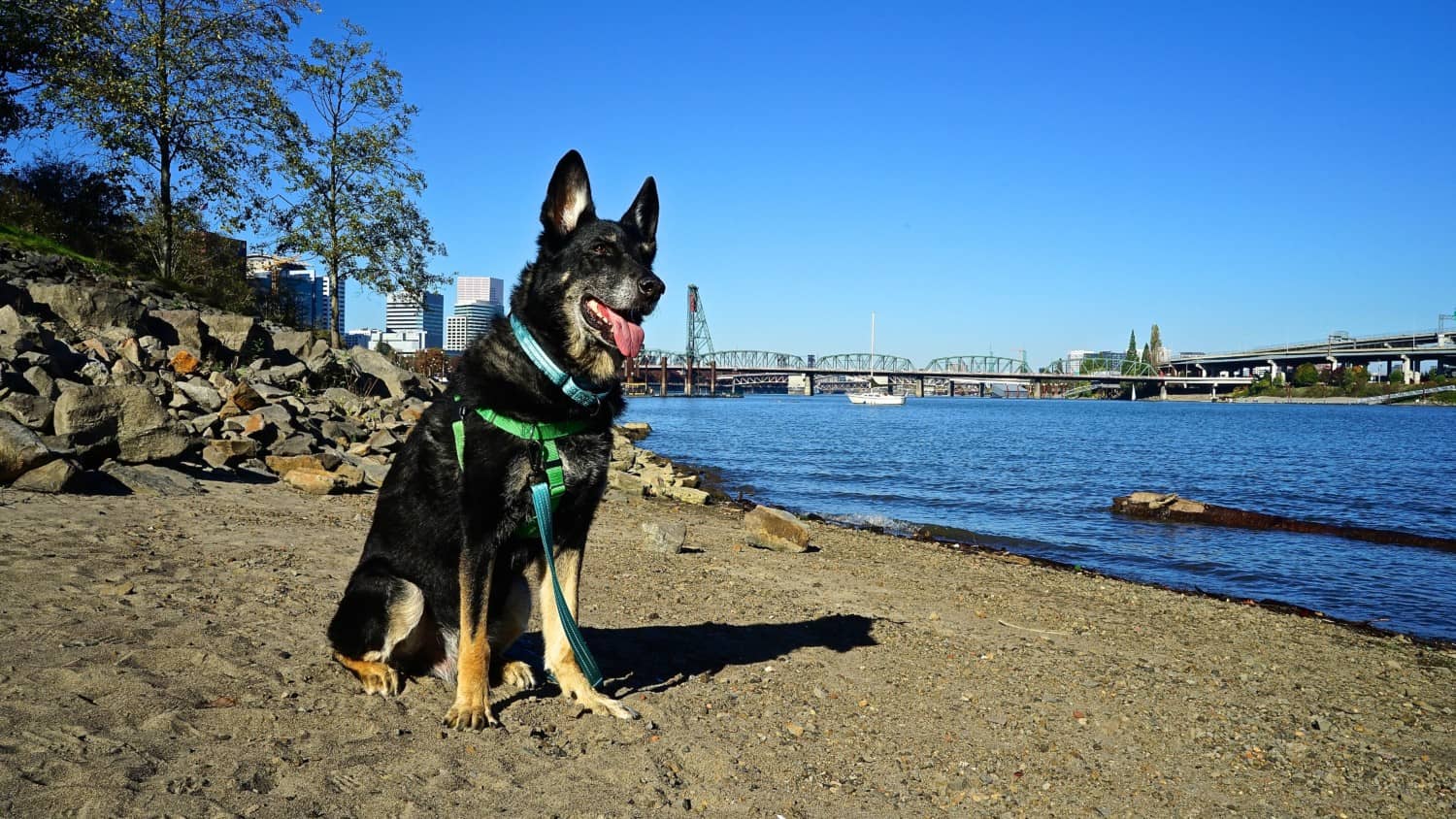 Oregon's Top Pet Friendly Attraction: Portland's Parks | GoPetFriendly.com