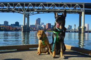 Oregon's Top Pet Friendly Attraction: Portland's Parks | GoPetFriendly.com