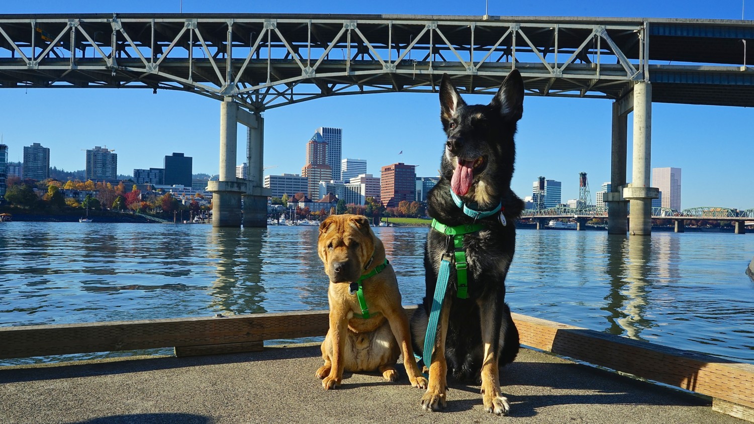 dog friendly oregon road trip