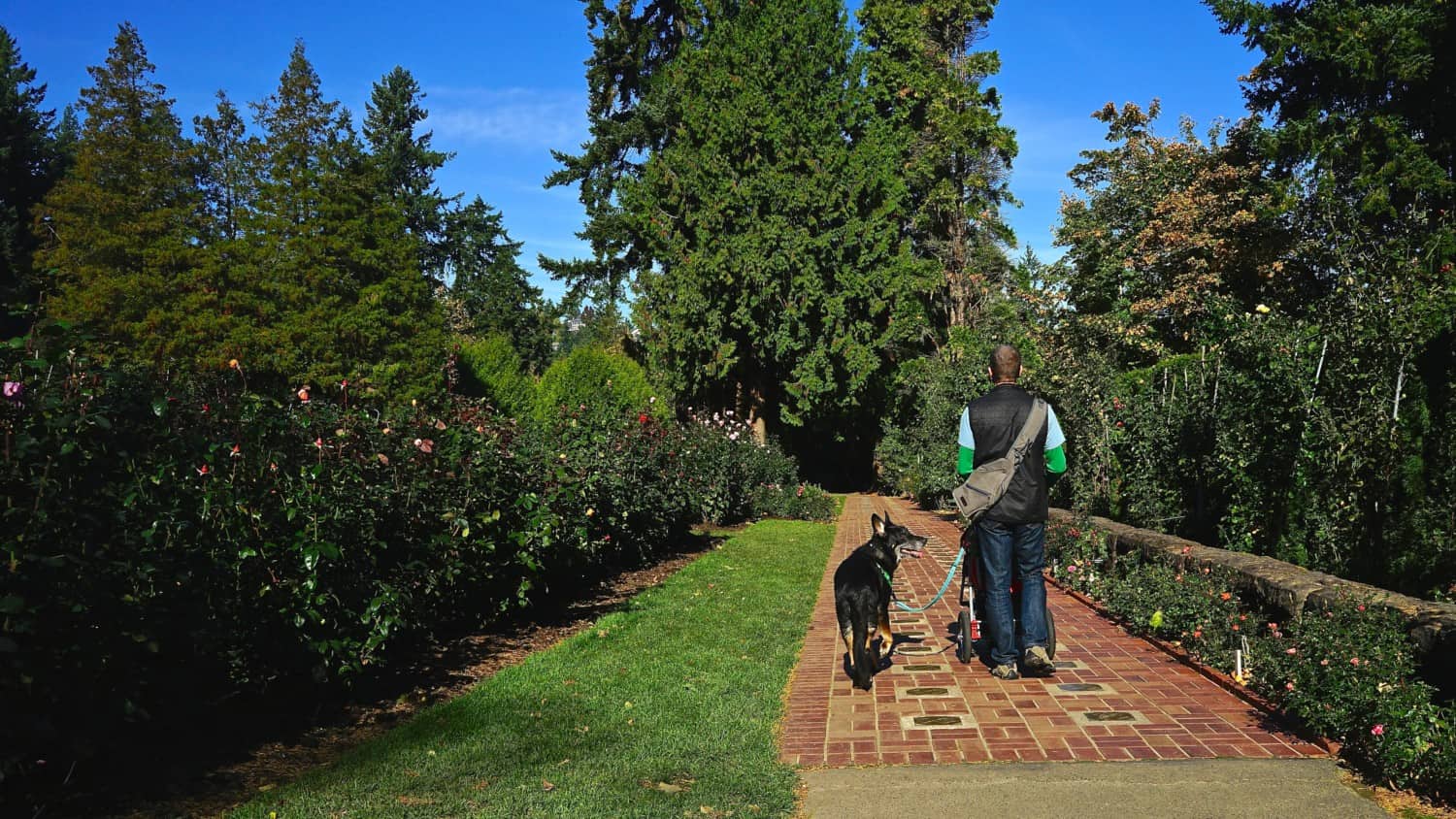 Oregon's Top Pet Friendly Attraction: Portland's Parks | GoPetFriendly.com