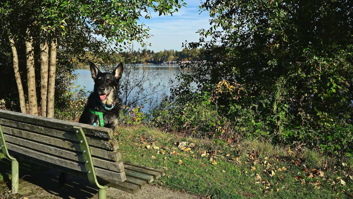 Oregon's Top Pet Friendly Attraction: Portland's Parks | GoPetFriendly.com