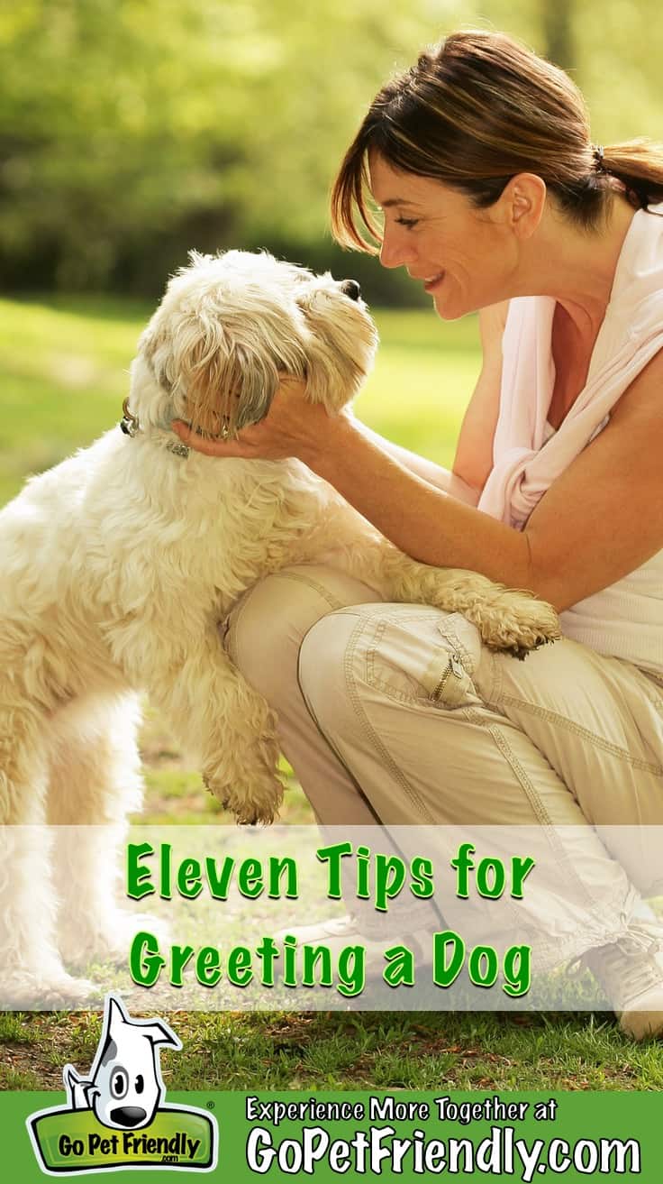 Woman crouching down to greet a dog that's white and fluffy dog