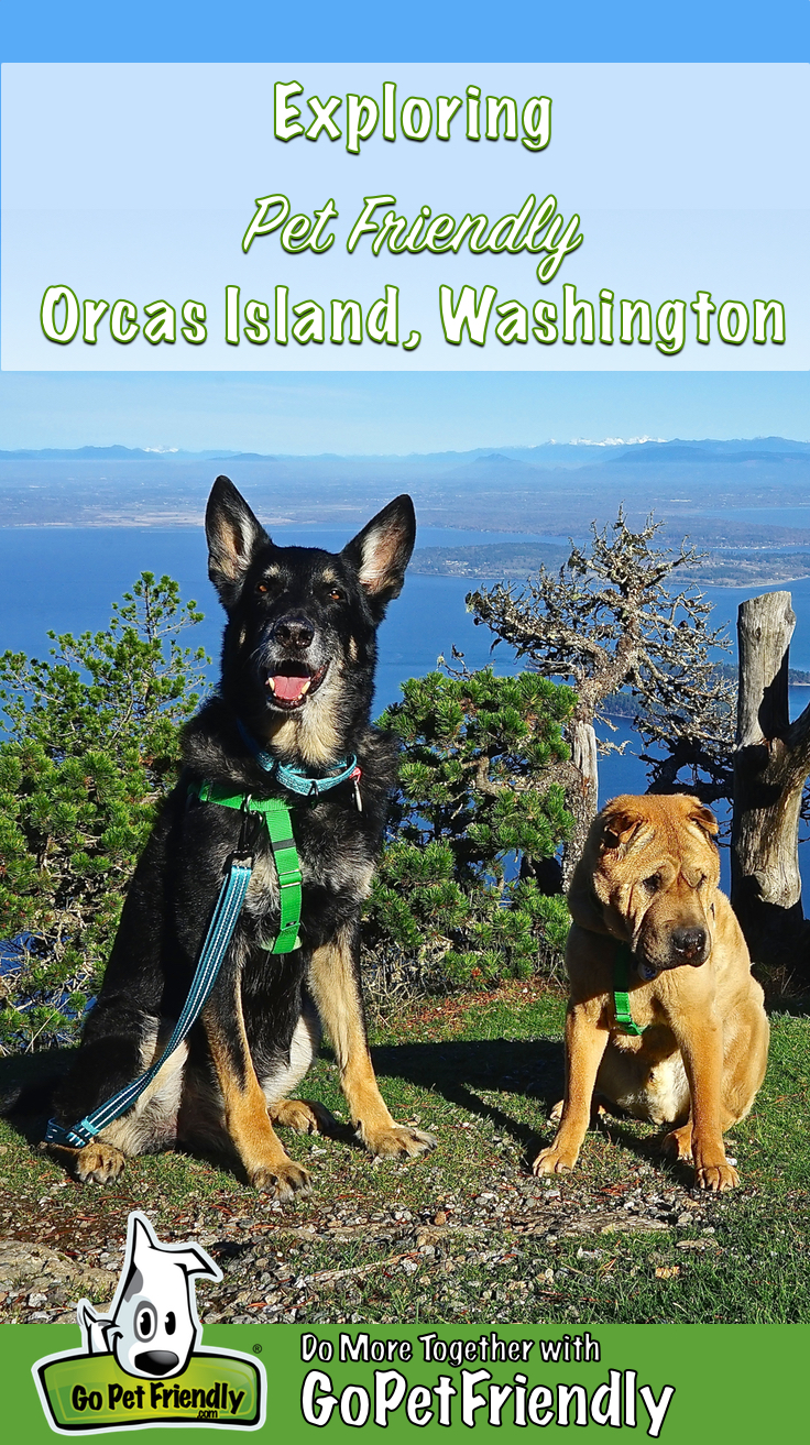 German Shepherd Dog and Shar-pei posing in a pet friendly park on Orcas Island, WA