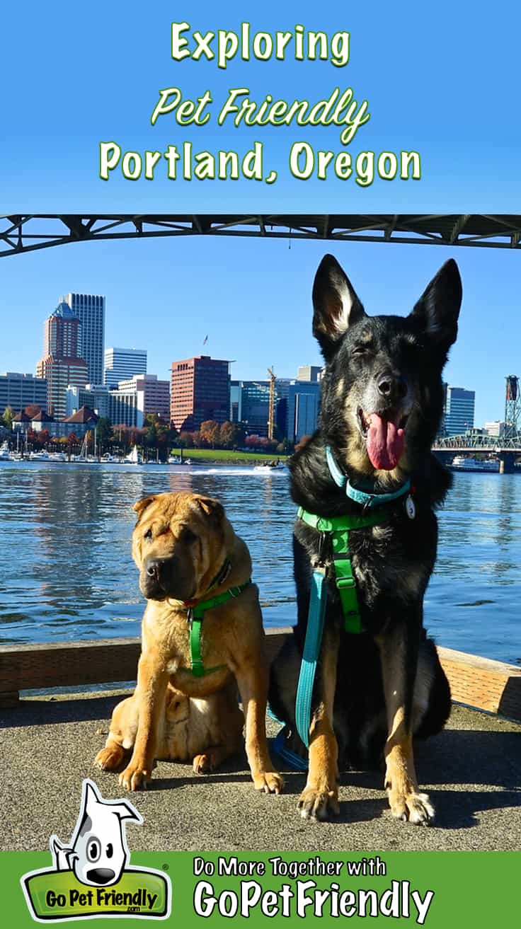 Shar-pei and German Shepherd Dog on a pet friendly path with the Portland, Oregon skyline in the background