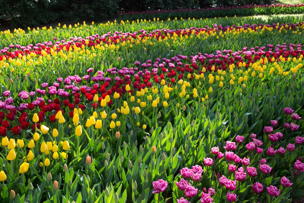 The Netherlands' Pet Friendly Keukenhof Gardens | GoPetFriendly.com