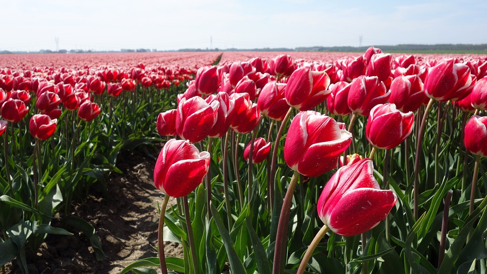 The Netherlands' Pet Friendly Keukenhof Gardens | GoPetFriendly.com