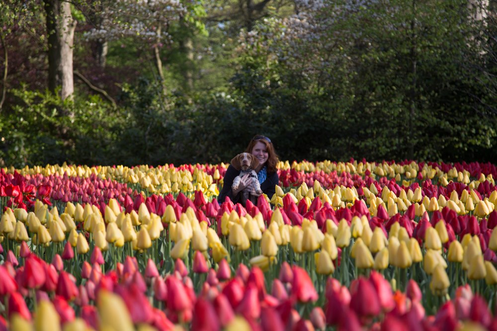 The Netherlands' Pet Friendly Keukenhof Gardens | GoPetFriendly.com