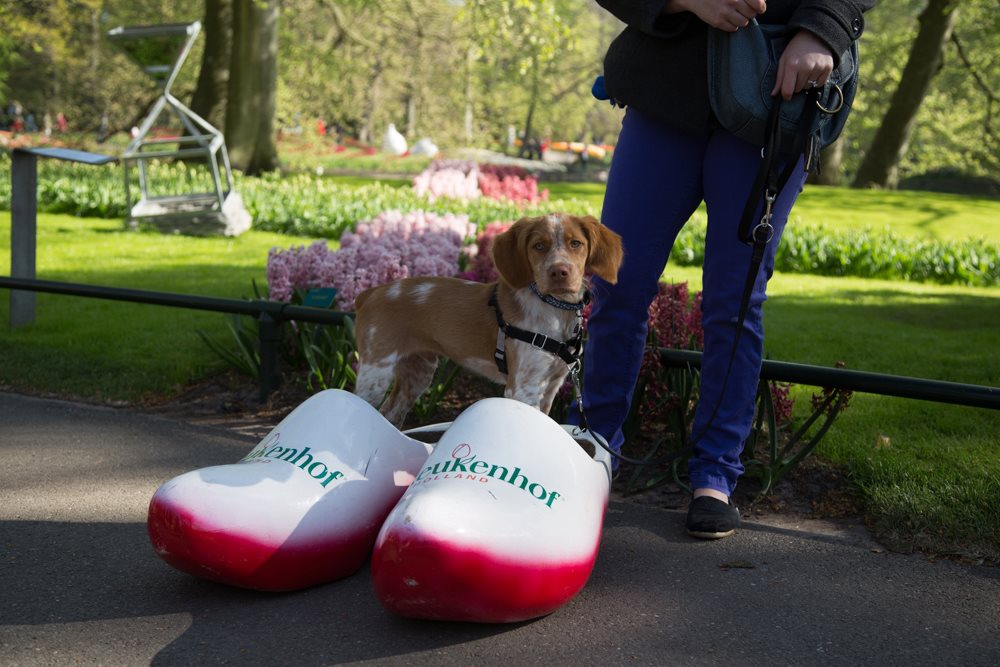 The Netherlands' Pet Friendly Keukenhof Gardens | GoPetFriendly.com