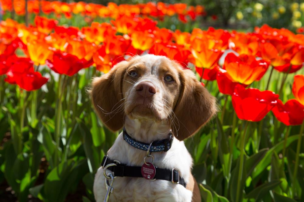 The Netherlands' Pet Friendly Keukenhof Gardens | GoPetFriendly.com