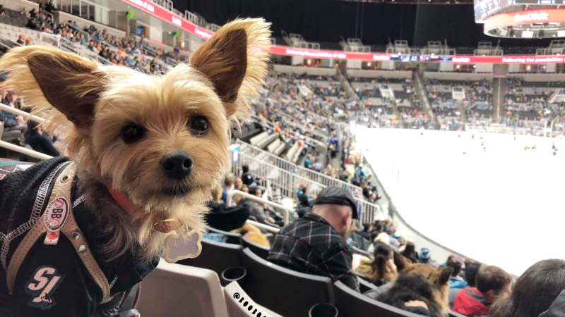 Small terrier dog at a dog friendly hockey game