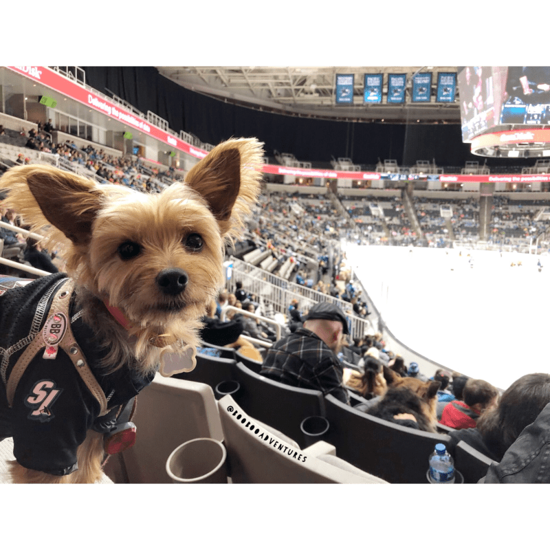 Small terrier dog at a dog friendly hockey game