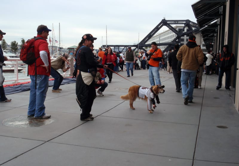 Dog dressed in sports jersey at the stadium for a dog friendly hockey game 