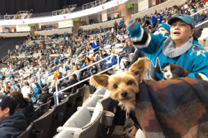 Dog Friendly Hockey Games 2017/2018 Season | GoPetFriendly.com