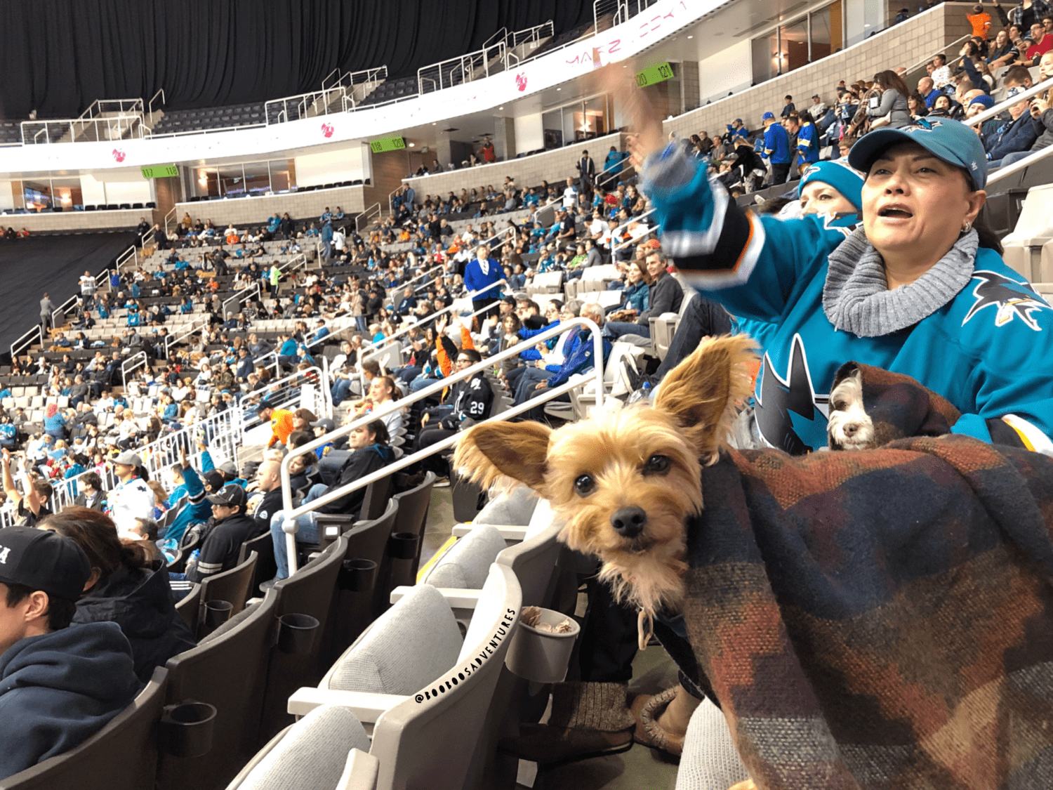 Dog Friendly Hockey Games 2023 2024