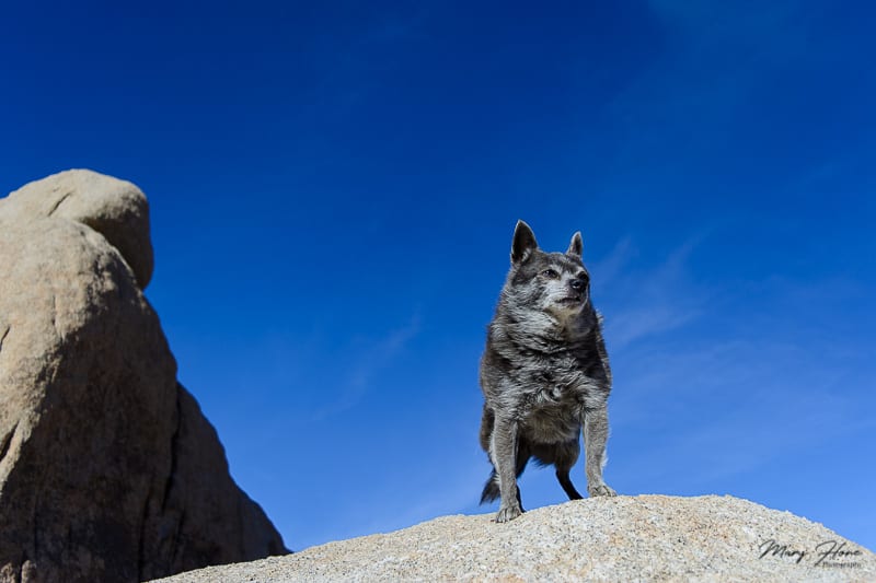 are dogs allowed in joshua tree