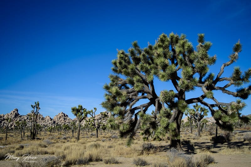 Hiking at Joshua Tree National Park with Dogs | GoPetFriendly.com