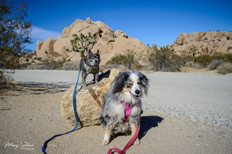 are dogs allowed in joshua tree