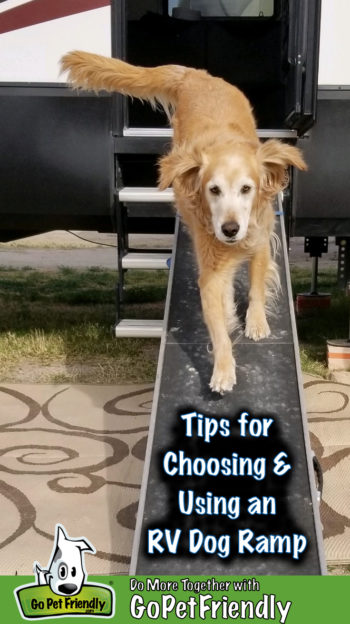 A Golden Retriever using an RV dog ramp