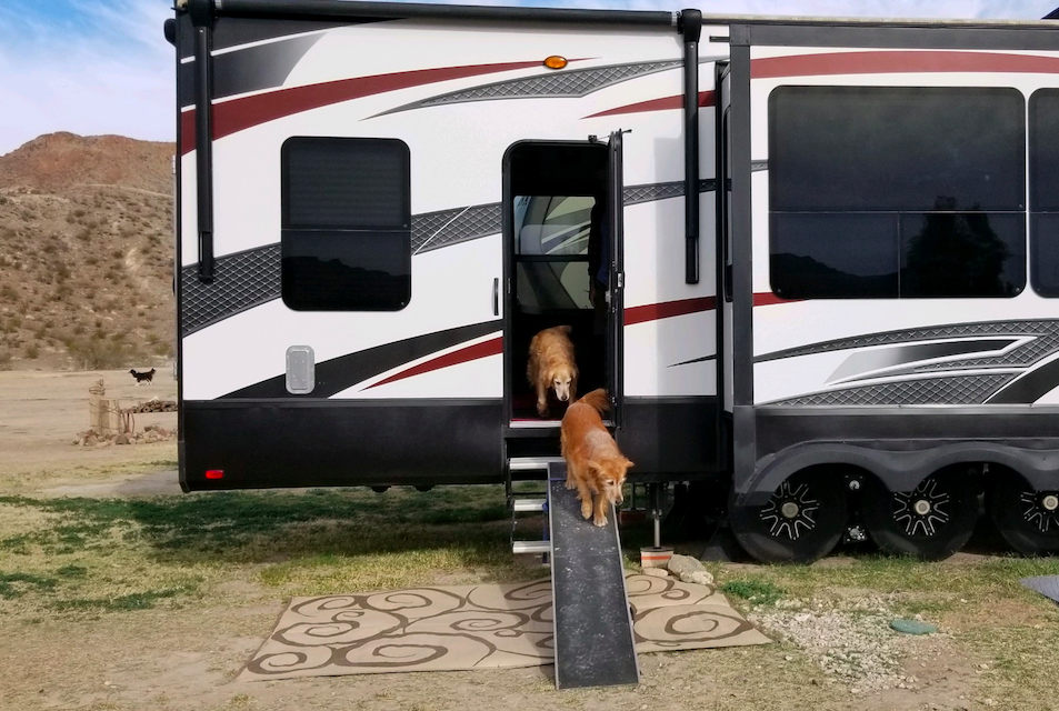 Two Golden Retrievers using an RV dog ramp