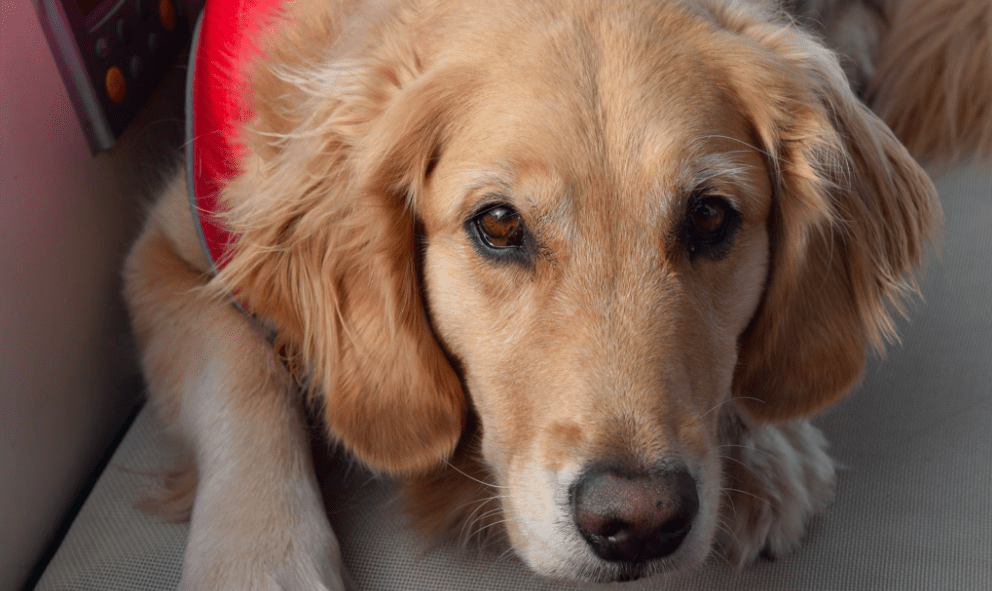 5 Commands Every Traveling Dog Should Know And How To Teach Them