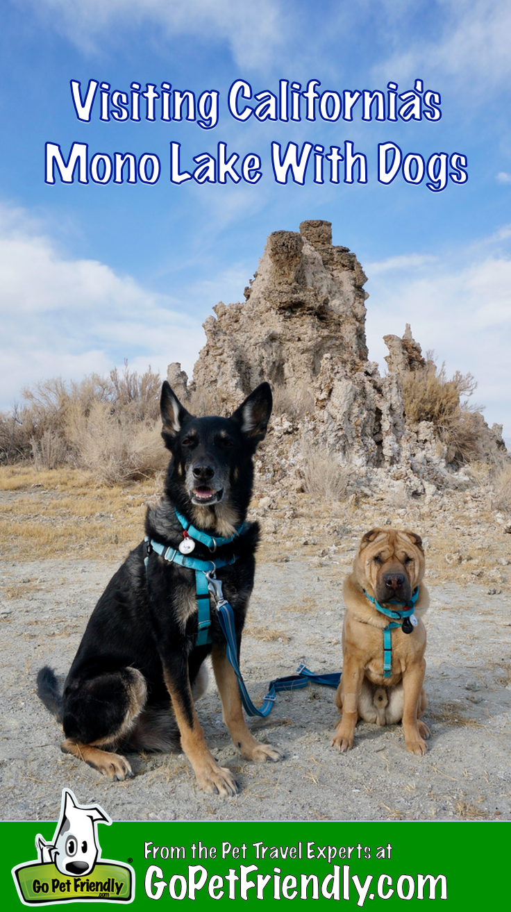 Visiting California's Mono Lake with Dogs | GoPetFriendly.com
