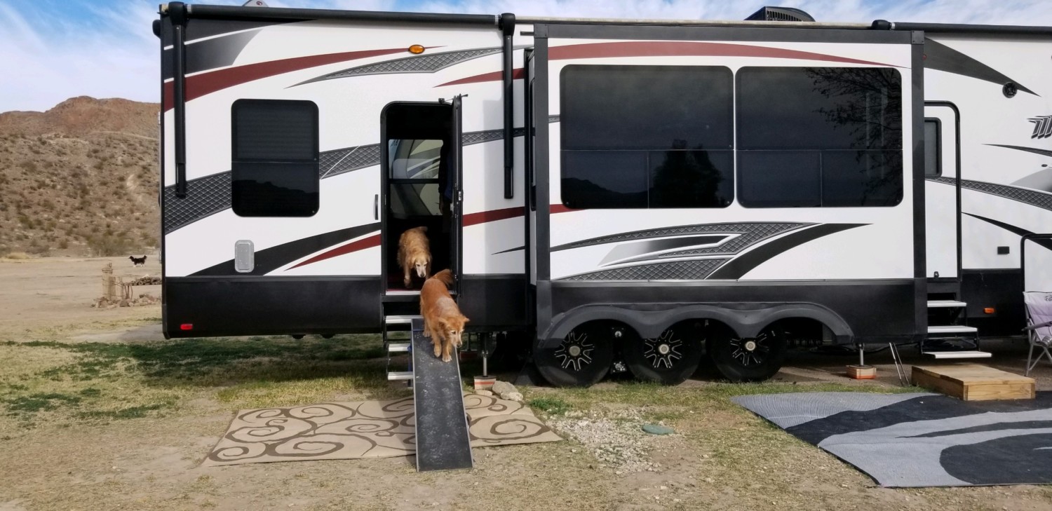 Two Golden Retrievers using an RV dog ramp