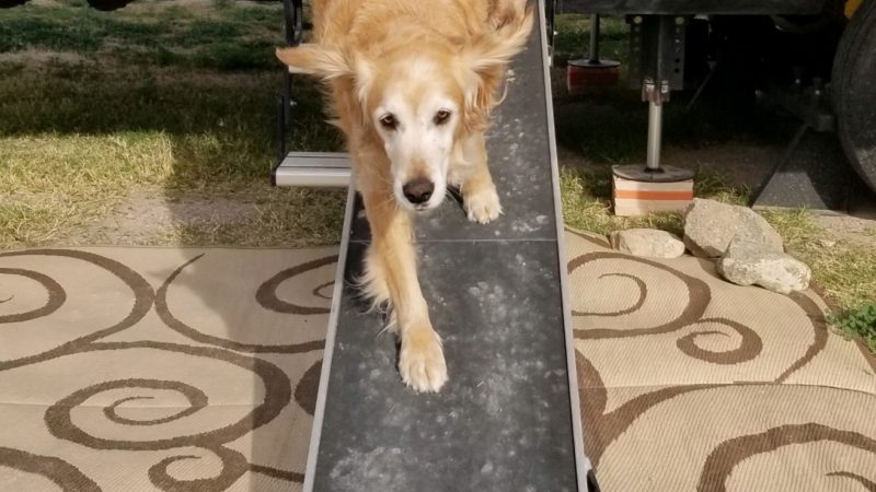 Golden retriever coming down a ramp - traveling with elderly pets